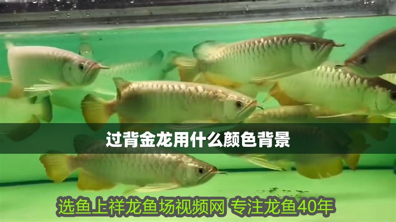 過背金龍用什么顏色背景