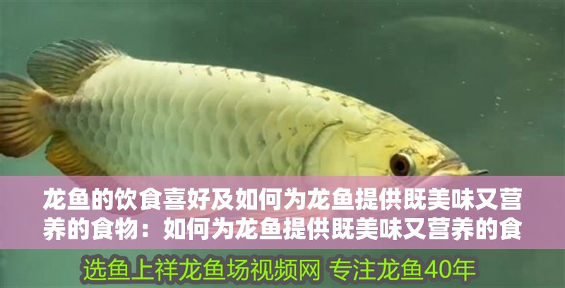 龍魚的飲食喜好及如何為龍魚提供既美味又營養的食物：如何為龍魚提供既美味又營養的食物