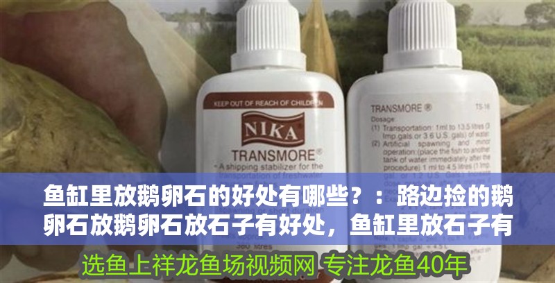 詳細閱讀:魚缸里放鵝卵石的好處有哪些?:路邊撿的鵝卵石放鵝卵石放石子有好處,魚缸里放石子有壞處 魚缸里放鵝卵石的好處有哪些?:路邊撿的鵝卵石放鵝卵石放石子有好處,魚缸里放石子有壞處