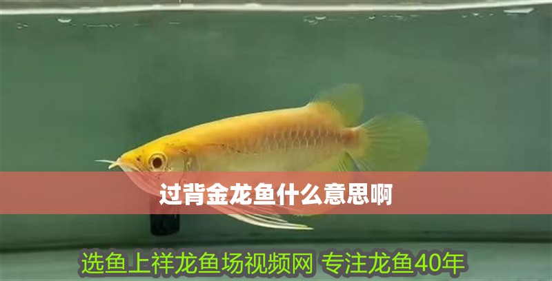 過背金龍魚什么意思啊