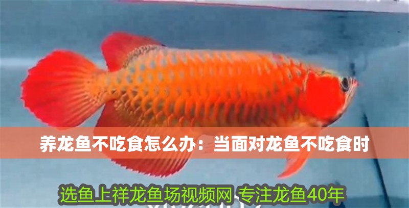 養龍魚不吃食怎么辦：當面對龍魚不吃食時