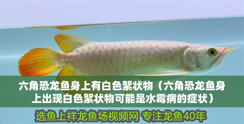 六角恐龍魚身上有白色絮狀物（六角恐龍魚身上出現(xiàn)白色絮狀物可能是水霉病的癥狀）