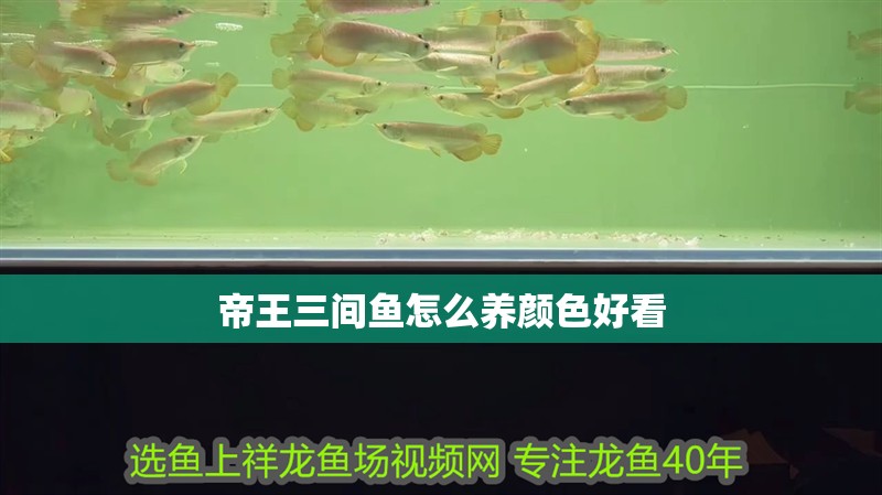 帝王三間魚怎么養(yǎng)顏色好看