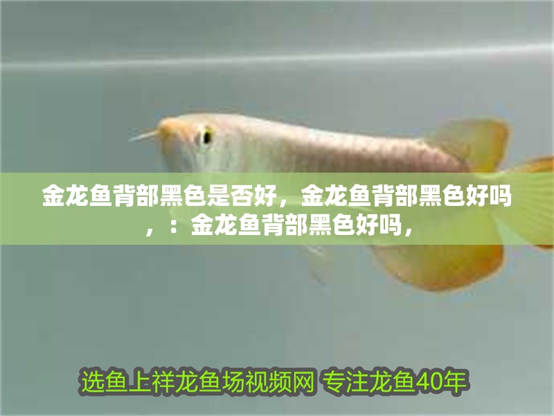 金龍魚背部黑色是否好，金龍魚背部黑色好嗎，：金龍魚背部黑色好嗎，