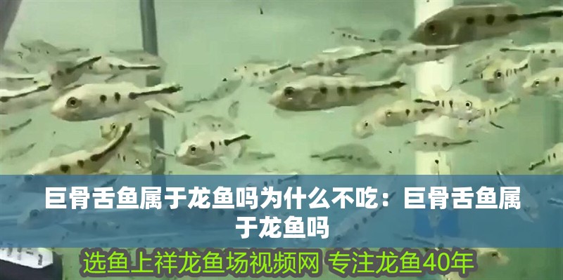 巨骨舌魚屬于龍魚嗎為什么不吃：巨骨舌魚屬于龍魚嗎