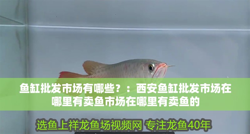 魚缸批發市場有哪些？：西安魚缸批發市場在哪里有賣魚市場在哪里有賣魚的
