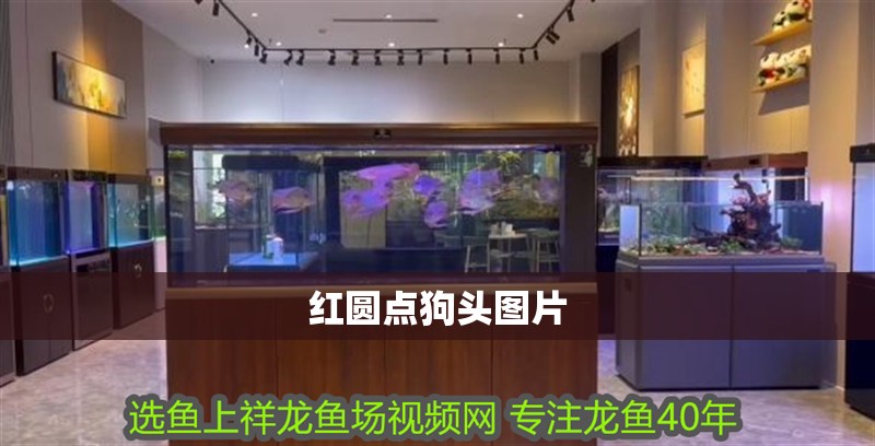 紅圓點狗頭圖片