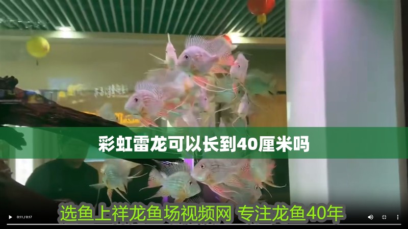 彩虹雷龍可以長到40厘米嗎