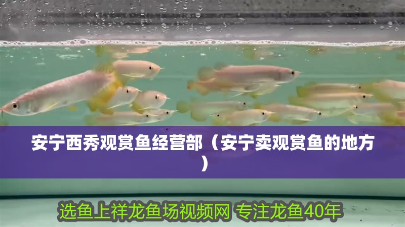 安寧西秀觀賞魚經營部（安寧賣觀賞魚的地方）