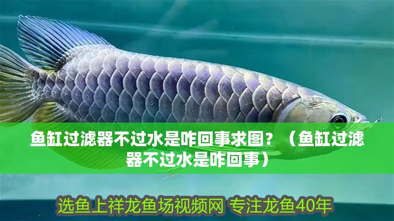 魚缸過濾器不過水是咋回事求圖？（魚缸過濾器不過水是咋回事） 魚缸過濾器不過水是咋回事求圖？（魚缸過濾器不過水是咋回事） 魚缸百科