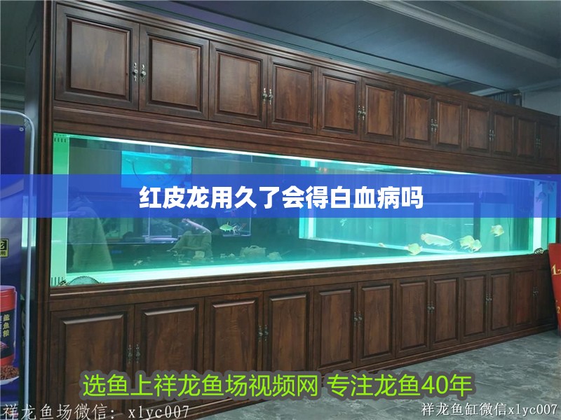 紅皮龍用久了會得白血病嗎