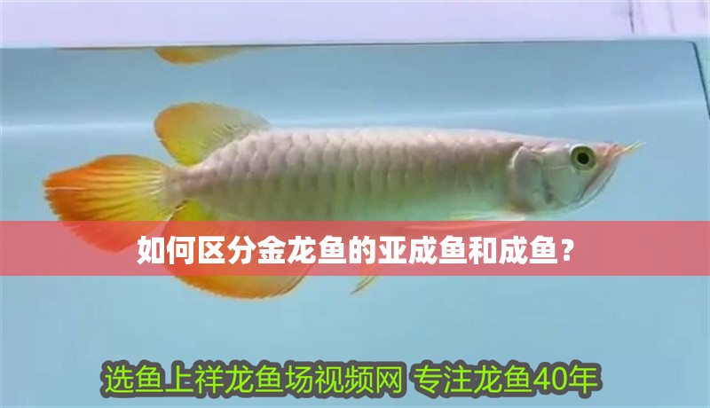 如何區分金龍魚的亞成魚和成魚？