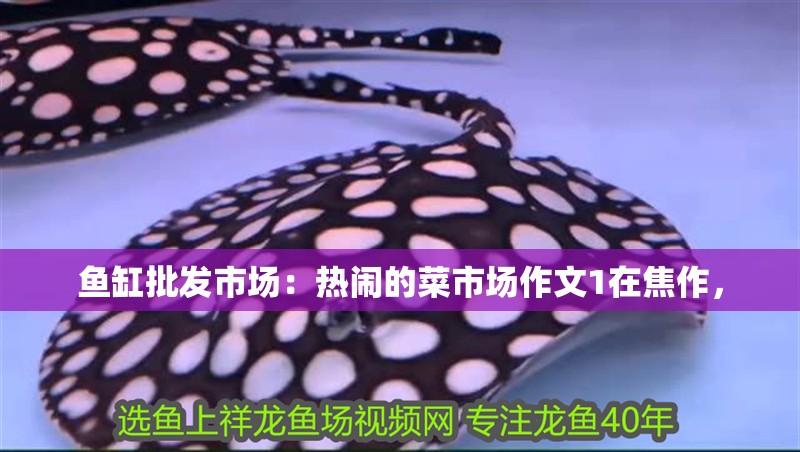 魚(yú)缸批發(fā)市場(chǎng)：熱鬧的菜市場(chǎng)作文1在焦作，