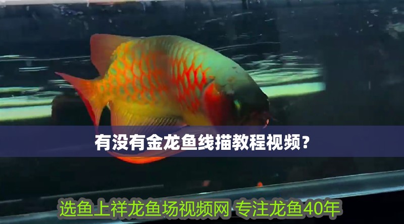 有沒有金龍魚線描教程視頻？