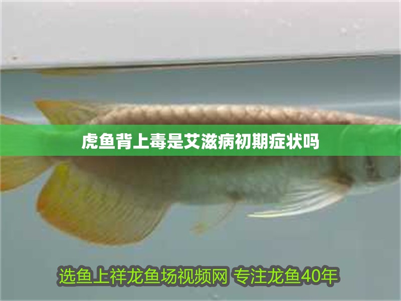 虎魚背上毒是艾滋病初期癥狀嗎