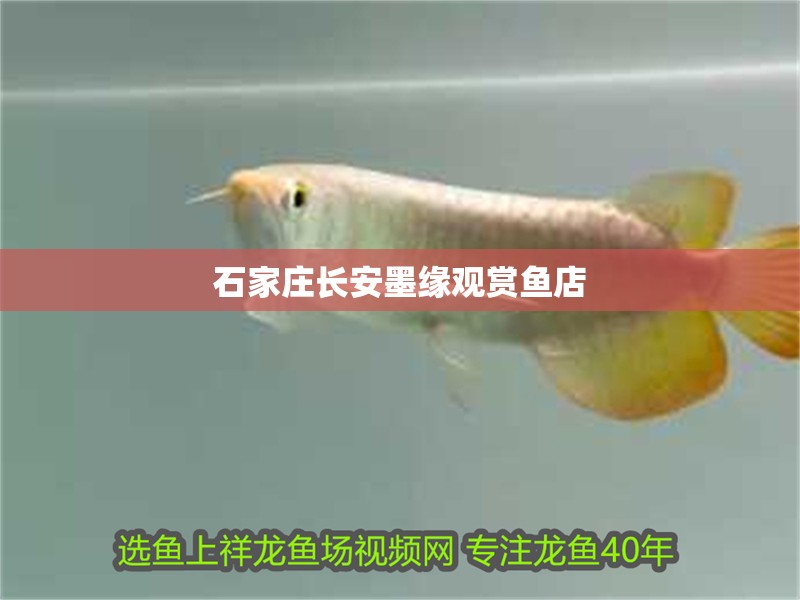 石家莊長安墨緣觀賞魚店