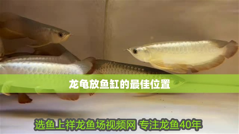 龍龜放魚缸的最佳位置