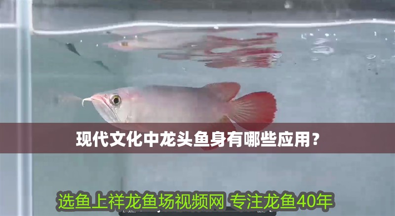 現代文化中龍頭魚身有哪些應用？