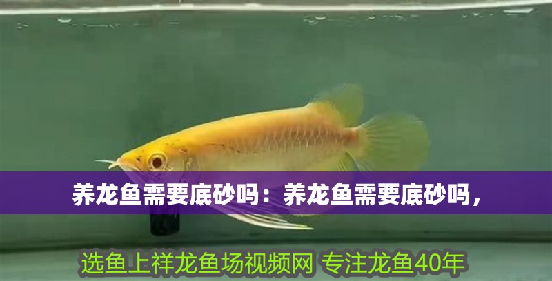 養龍魚需要底砂嗎：養龍魚需要底砂嗎，