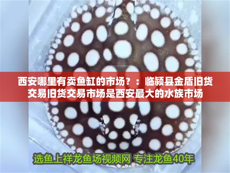 西安哪里有賣魚缸的市場？：臨潁縣金盾舊貨交易舊貨交易市場是西安最大的水族市場