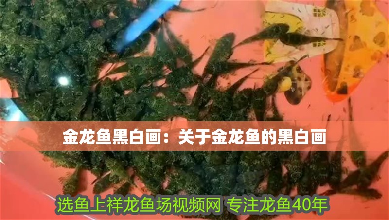 金龍魚黑白畫：關于金龍魚的黑白畫