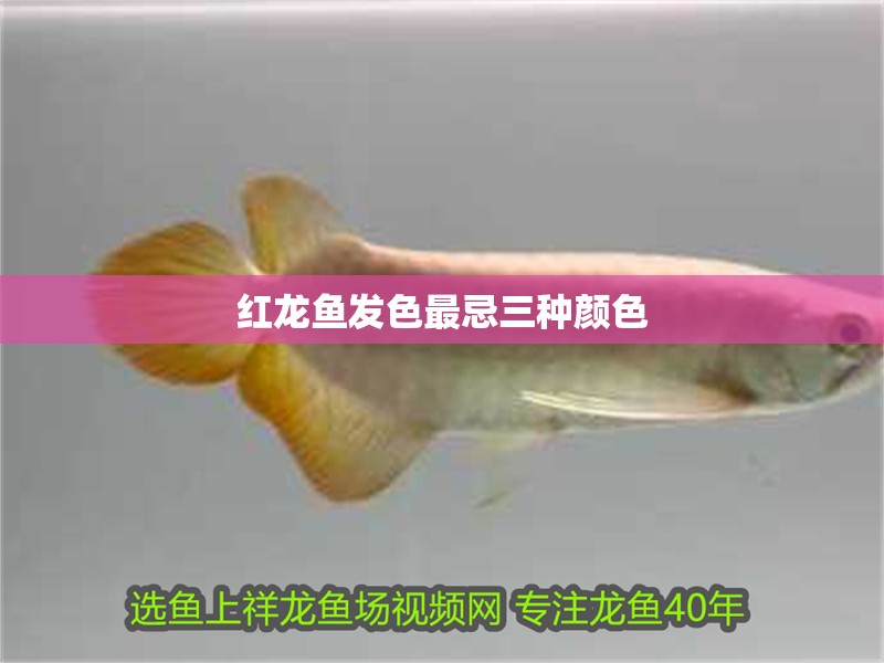 給大魚缸換水的作文:體驗給大魚缸換水的樂趣:體驗給大魚缸換水:給大魚缸換水的作文 紅龍魚發色最忌三種顏色 龍魚論壇 紅龍魚發色最忌三種顏色 紅龍魚發色最忌三種顏色 龍魚論壇