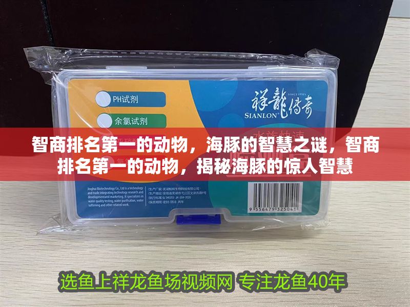 智商排名第一的動物，海豚的智慧之謎，智商排名第一的動物，揭秘海豚的驚人智慧