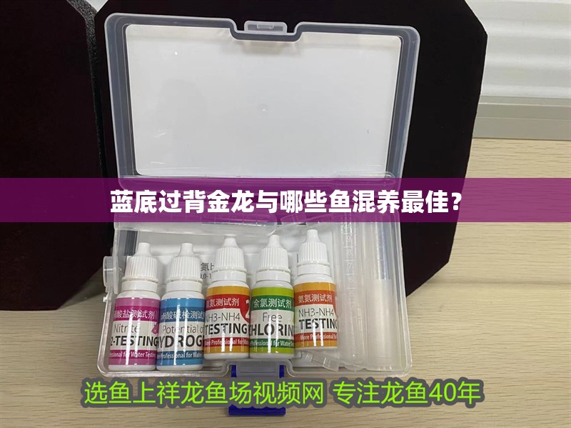 藍底過背金龍與哪些魚混養最佳？