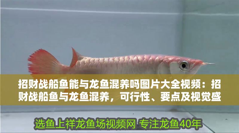 招財戰(zhàn)船魚能與龍魚混養(yǎng)嗎圖片大全視頻：招財戰(zhàn)船魚與龍魚混養(yǎng)，可行性、要點(diǎn)及視覺盛宴
