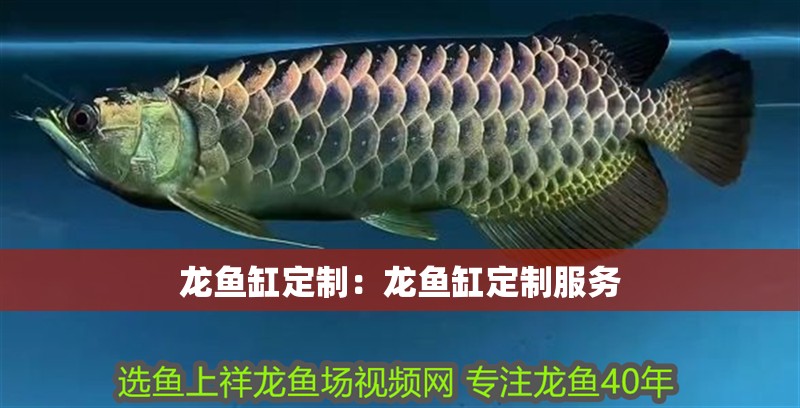 龍魚缸定制：龍魚缸定制服務