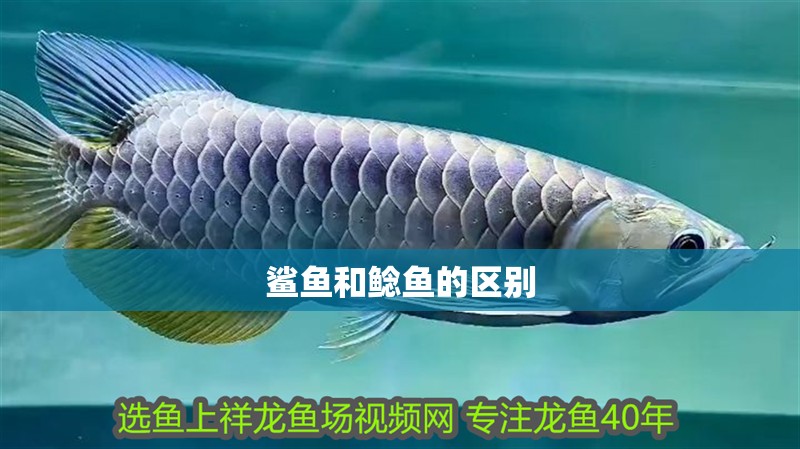 鯊魚(yú)和鯰魚(yú)的區(qū)別 鯊魚(yú)和鯰魚(yú)的區(qū)別 龍魚(yú)論壇