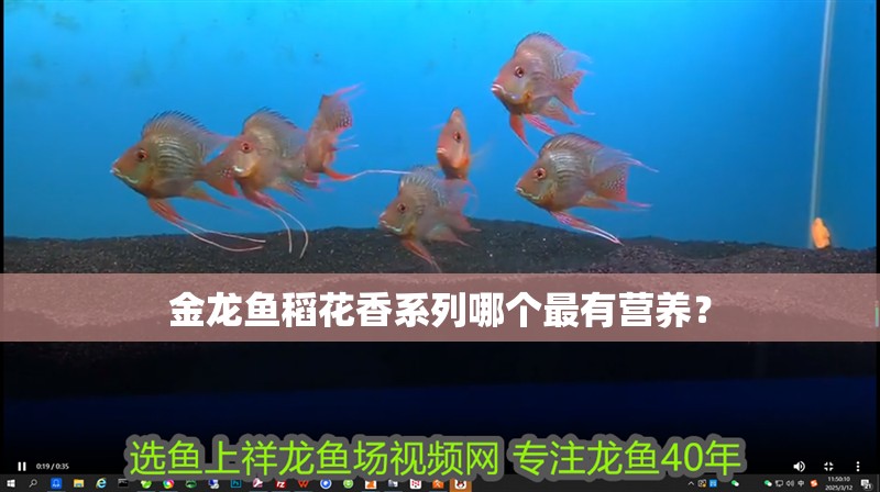 金龍魚稻花香系列哪個最有營養？