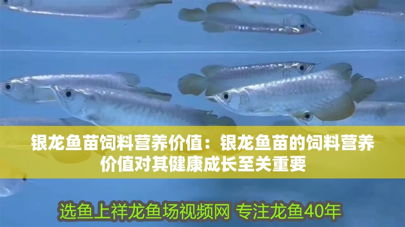 銀龍魚苗飼料營養(yǎng)價值：銀龍魚苗的飼料營養(yǎng)價值對其健康成長至關(guān)重要