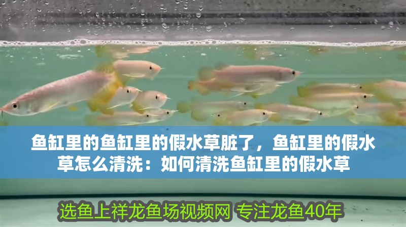魚缸里的魚缸里的假水草臟了，魚缸里的假水草怎么清洗：如何清洗魚缸里的假水草