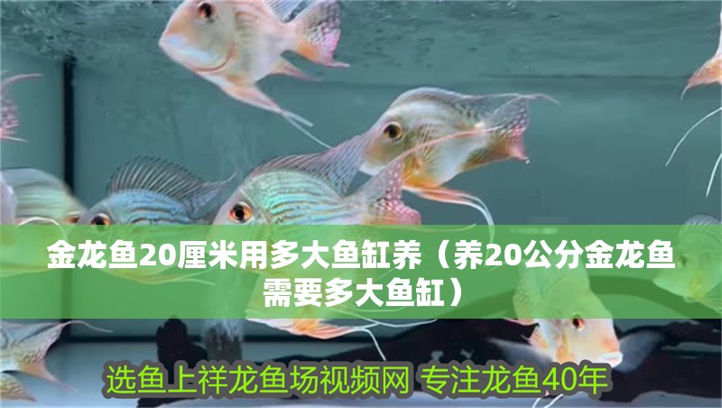 金龍魚20厘米用多大魚缸養(yǎng)（養(yǎng)20公分金龍魚需要多大魚缸）