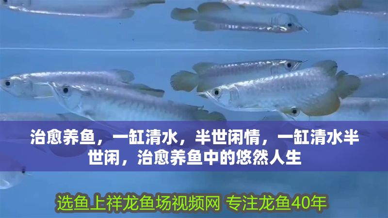治愈養魚，一缸清水，半世閑情，一缸清水半世閑，治愈養魚中的悠然人生