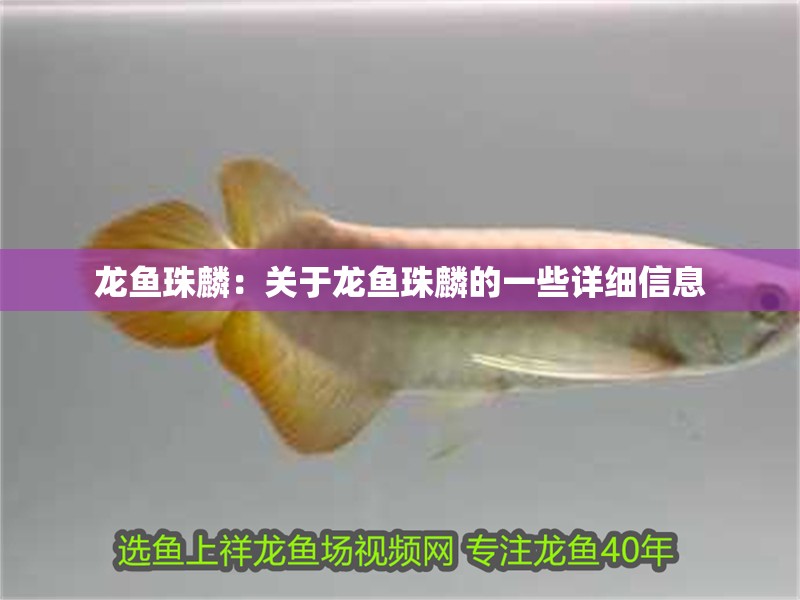 龍魚珠麟：關于龍魚珠麟的一些詳細信息