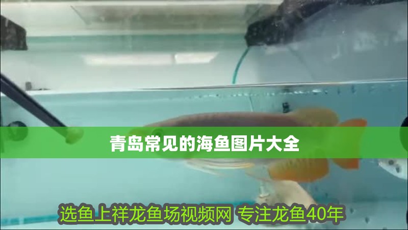 青島常見的海魚圖片大全