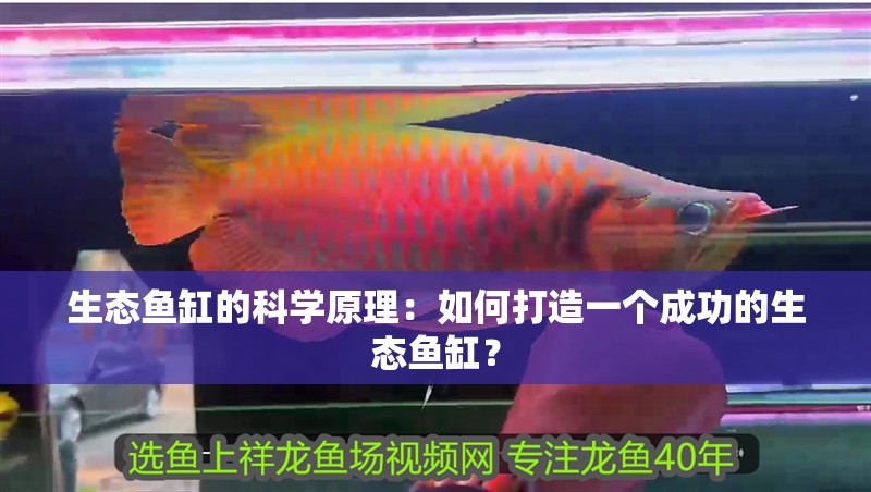 生態魚缸的科學原理：如何打造一個成功的生態魚缸？ 生態魚缸的科學原理：如何打造一個成功的生態魚缸？ 魚缸百科