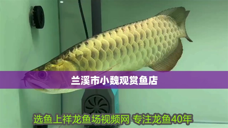 蘭溪市小魏觀賞魚店 蘭溪市小魏觀賞魚店 全國水族館企業名錄