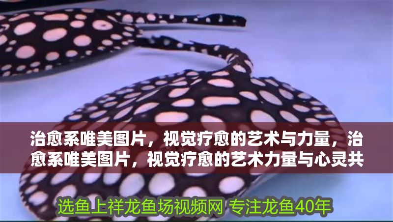治愈系唯美圖片，視覺療愈的藝術(shù)與力量，治愈系唯美圖片，視覺療愈的藝術(shù)力量與心靈共鳴