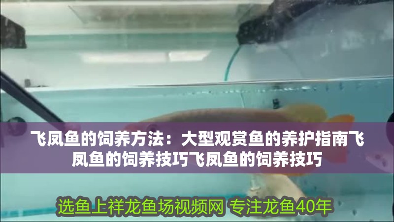 飛鳳魚的飼養方法：大型觀賞魚的養護指南飛鳳魚的飼養技巧飛鳳魚的飼養技巧