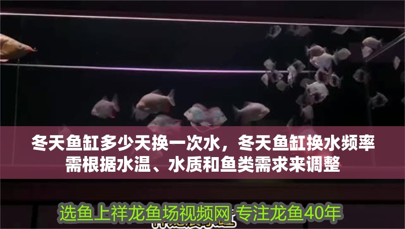 冬天魚缸多少天換一次水，冬天魚缸換水頻率需根據水溫、水質和魚類需求來調整