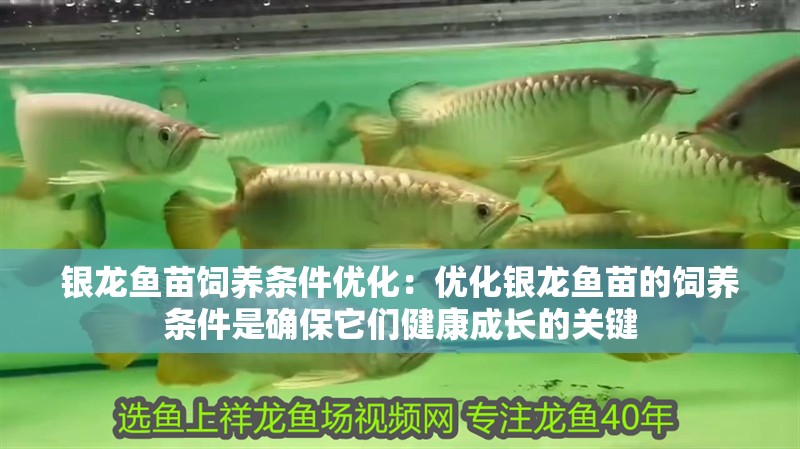 銀龍魚苗飼養條件優化：優化銀龍魚苗的飼養條件是確保它們健康成長的關鍵