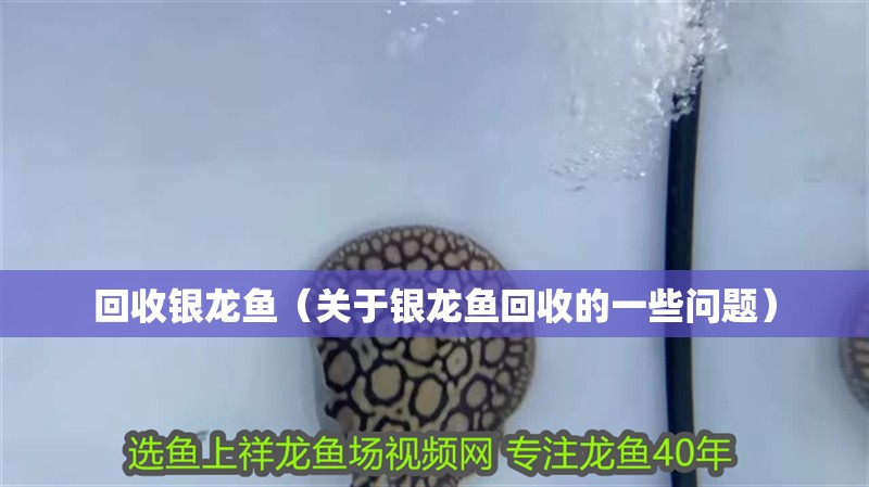 回收銀龍魚（關于銀龍魚回收的一些問題）