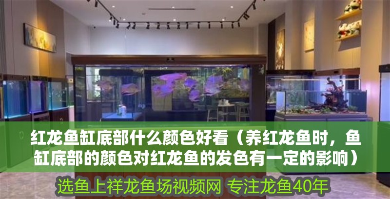 紅龍魚缸底部什么顏色好看（養(yǎng)紅龍魚時(shí)，魚缸底部的顏色對紅龍魚的發(fā)色有一定的影響）
