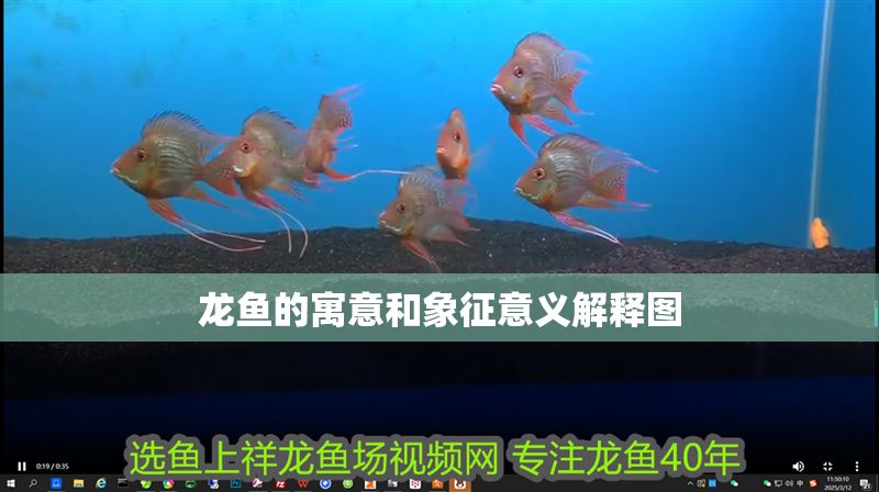 龍魚的寓意和象征意義解釋圖