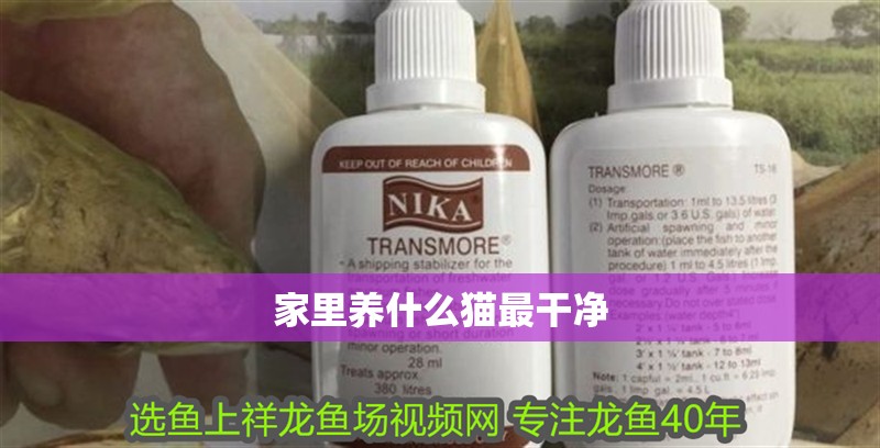 家里養(yǎng)什么貓最干凈