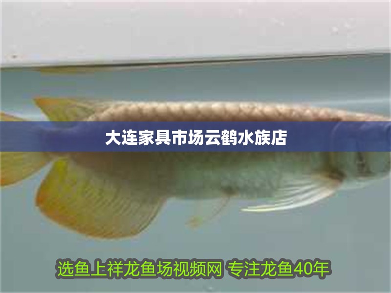 大連家具市場云鶴水族店