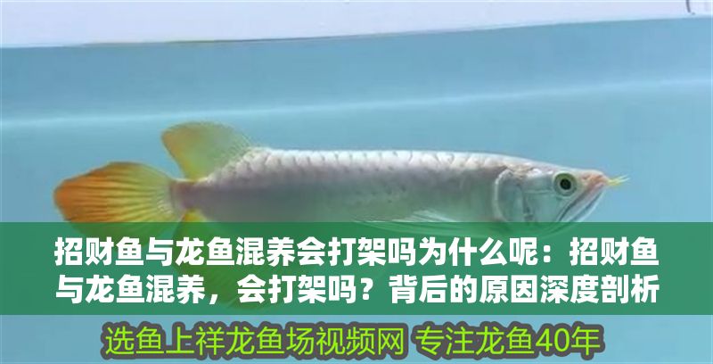 招財(cái)魚(yú)與龍魚(yú)混養(yǎng)會(huì)打架嗎為什么呢：招財(cái)魚(yú)與龍魚(yú)混養(yǎng)，會(huì)打架嗎？背后的原因深度剖析